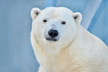 polar bear isolated on white background