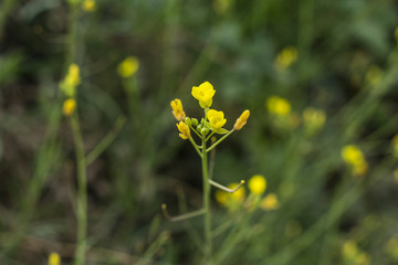lores amarillas autóctonas