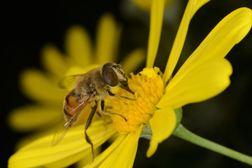 Sirfido -  eristalis tenax