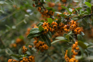fruto naranja 