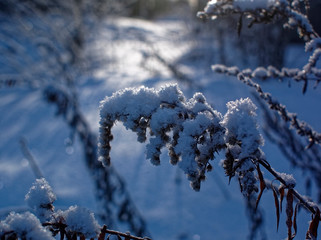 snow lies on tall grass on a clear day