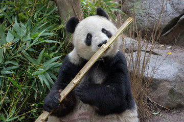 Fototapeta na wymiar Panda 