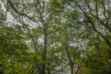 arboles bosque verde copas