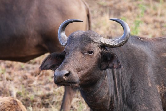 buffle en Afrique du sud