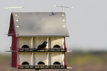 Male Purple Martin (Progne subis) on Perch