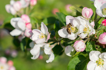 Naklejka na ściany i meble Honey bee pollinating apple blossom. The Apple tree blooms. Spring flowers