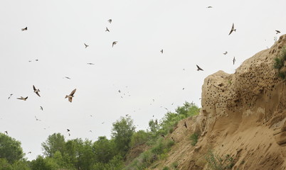 Colony of swallows,  Sand Martin breeding ( riparia riparia )