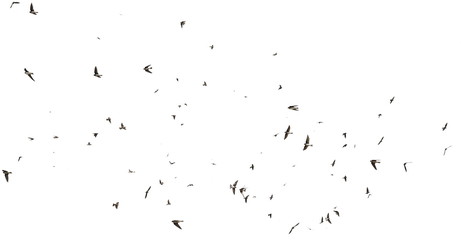 Flock of birds swallows Sand Martin isolated on white background and texture - Powered by Adobe