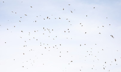 Flock of birds swallows Sand Martin  