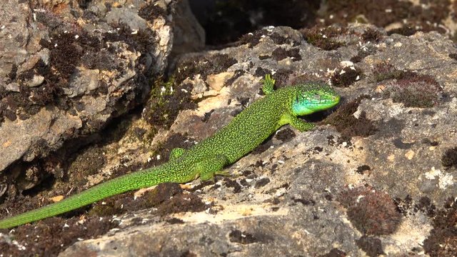 Westliche Smaragdeidechse&nbsp;(Lacerta bilineata)