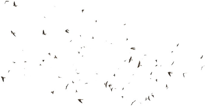 Flock of birds swallows Sand Martin isolated on white background and texture