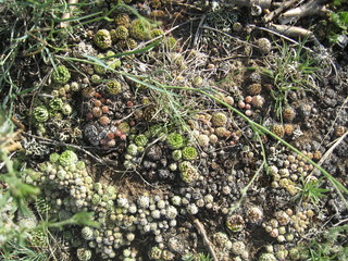 Altai plants