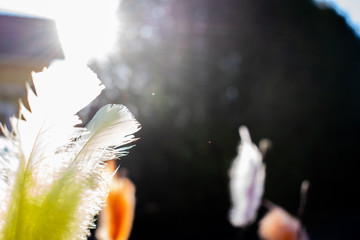 Fototapeta na wymiar feather in the sun