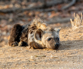 Fototapeta premium Spotted Hyena Pup