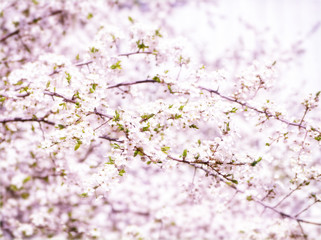 Blooming white cherry. Japanese spring background. Abstract background in pink tones.