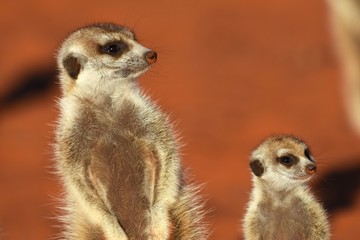 Erdmännchen (suricata suricatta) in der Kalahari in der Namibia