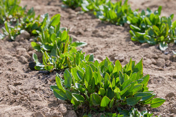 common sorrel, Spinach Dock, Rumex acetosa, growing in garden 