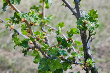 The branch of gooseberry. Young flowers of gooseberries blossomed in the spring on the Bush
