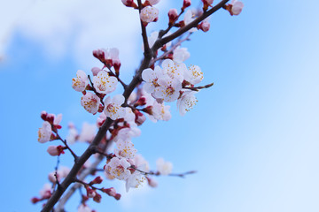 Branch of a blossoming apricot tree. Apricot tree flower, seasonal floral nature background, shallow depth of field