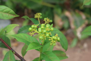 Obraz premium plant in the garden
