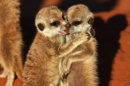 Junge Erdm&auml;nnchen (suricata suricatta) kuscheln in der Kalahari in Namibia