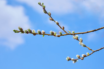 Pussy willow catkins. Willow Catkins on the branches of Willow Tree in Early Spring 