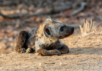 Spotted Hyena Pup