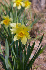 Flower bed with yellow daffodil flowers blooming in the spring. Daffodil or Narcissus. Small plants with yellow trumpet flowers