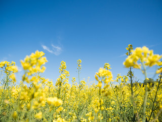 青空と菜の花