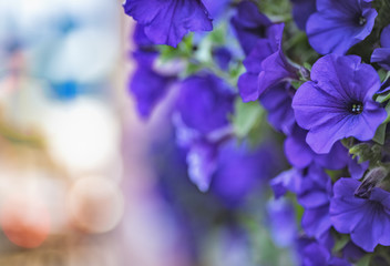 Obraz na płótnie Canvas Petunia flowers dark blue, selective focus, close-up