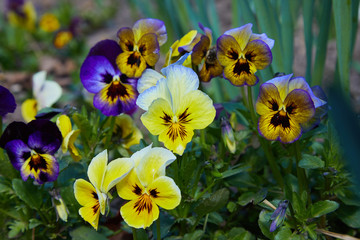 Closeup of colorful pansy flower, The garden pansy is a type of large-flowered hybrid plant cultivated as a garden flower.