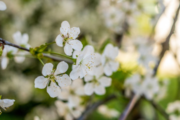 Cherry tree blossom close up isolated