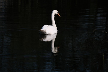 White swan with reflection in a pond