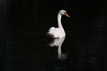 White swan with reflection in a pond