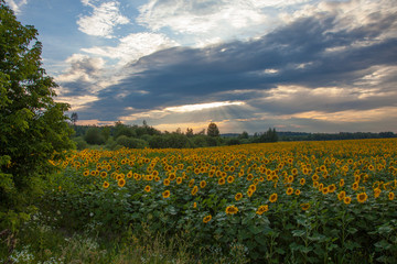 field of sunflowers and blue sky