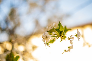 Cherry tree blossom close up isolated