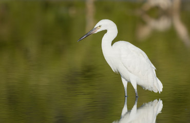 White morph Reddish Egret 