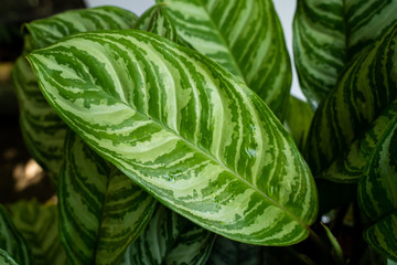 Obraz premium Close up of leaf stem of Aglaonema with a white background