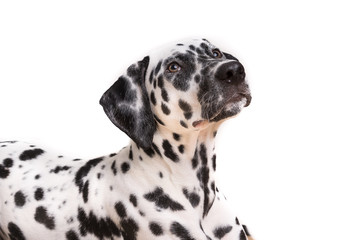 One Headshot of young dotted Dalmatian puppy