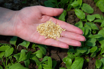Naklejka na ściany i meble Close up of female farmers hand holding vegetable seeds. Heap of paprika seeds. Agriculture, vegetable cultivation, food producing 