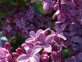 fiore
