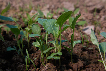 Young radishes in the ground in the garden. radish grows. Young radish plants in the field, agricultural background. Feathers green radish are growing in the garden.