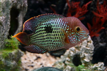 Andinoacara rivulatus