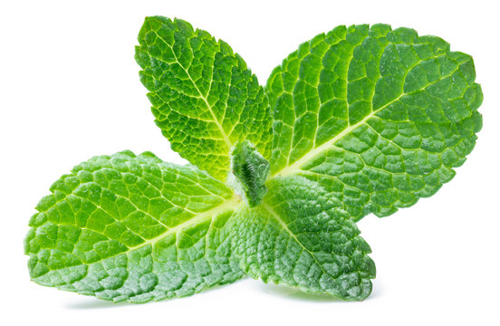 Fresh mint leaves isolated on white background.