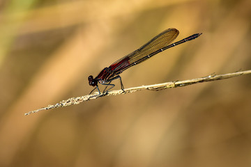 Red Dragonfly Perched on a Grass Stalk