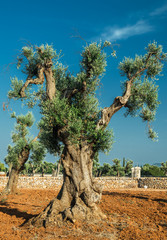 Mediterranean olive plantation and an old olive tree in the foreground.