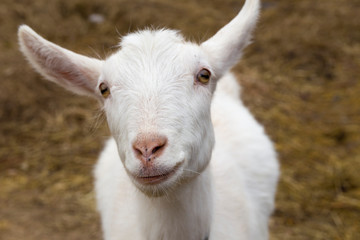 Obraz premium the Goat