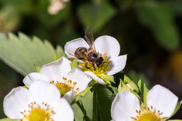 Bee pollinates and sits in a white strawberry flower