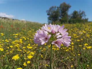 Obraz premium fiore