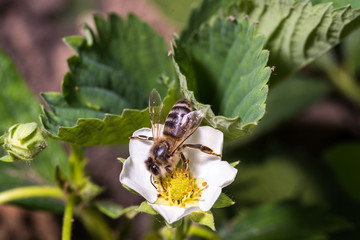Bee pollinates and sits in a white strawberry flower